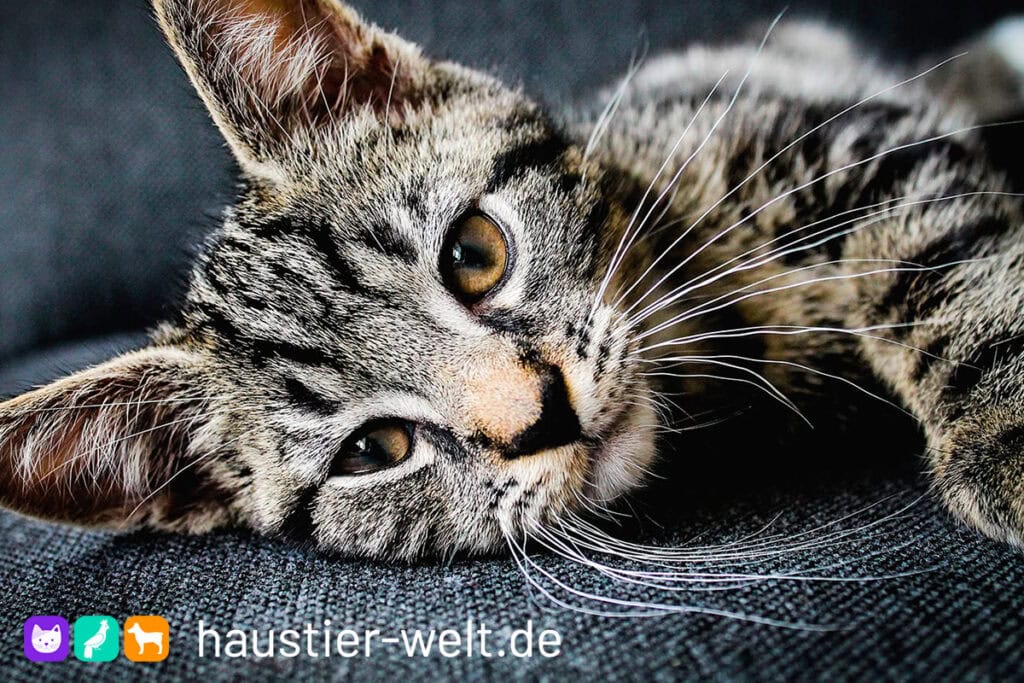 faesslermedia portfolio haustierwelt cicd 1200px