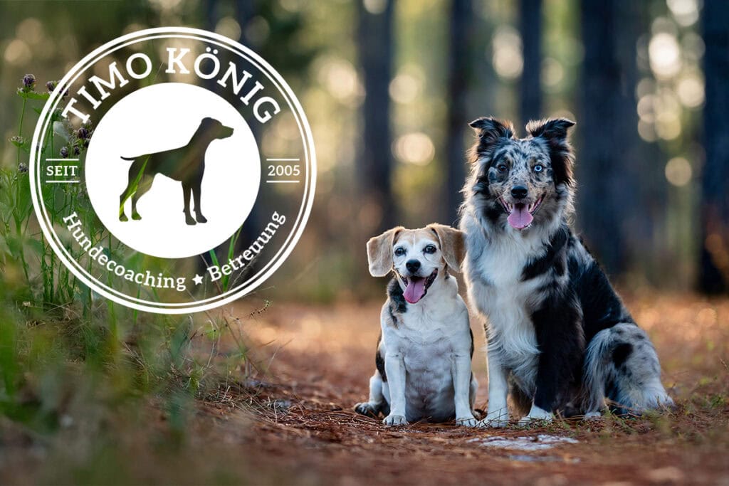 faesslermedia portfolio timokoenig hundecoaching cicd 1200px